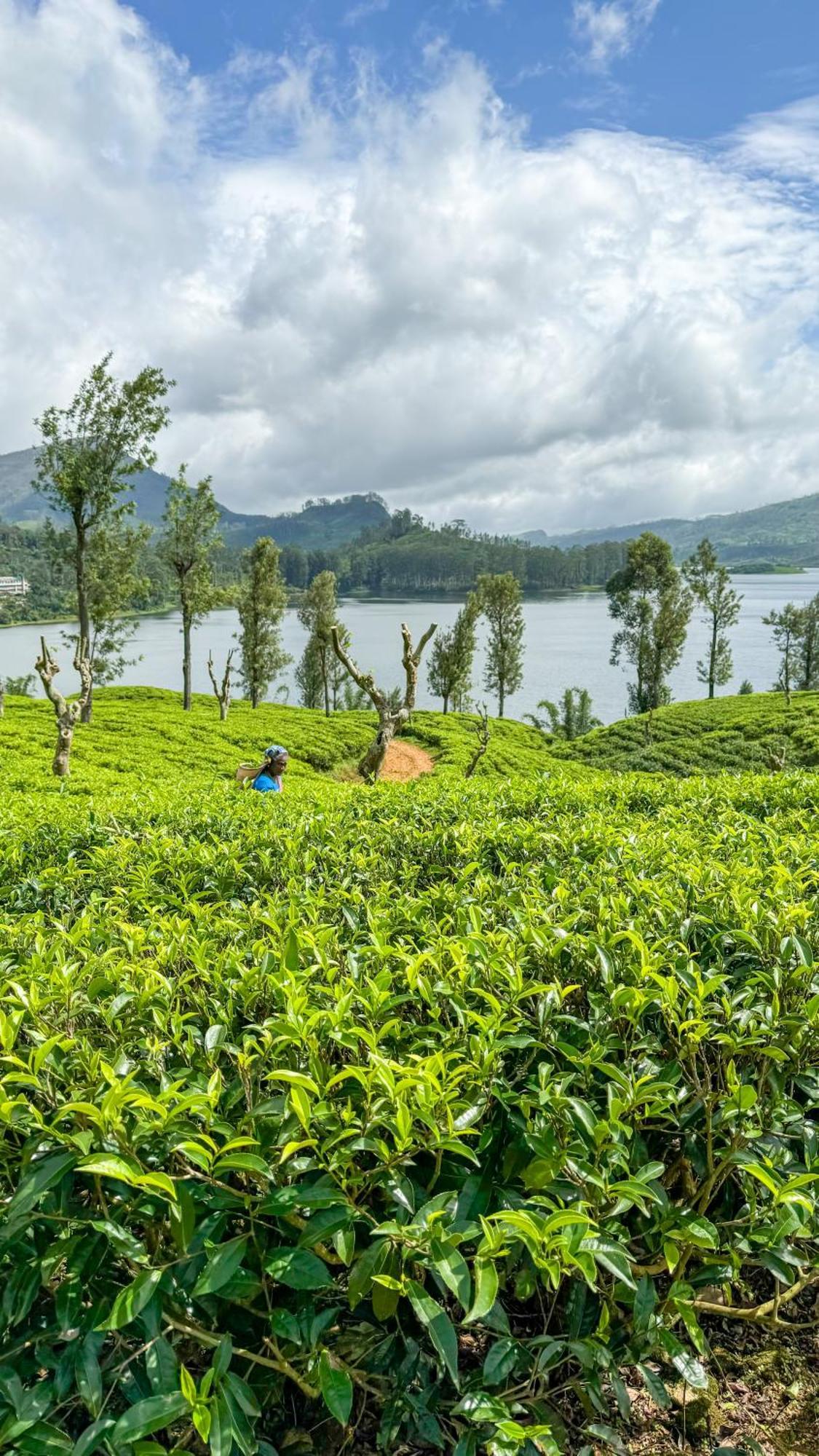 Pekoe Lodge Maskeliya エクステリア 写真